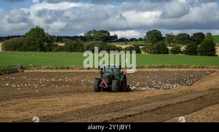 Trattore ecologico in funzione, preparazione del terreno (agricoltore in cabina, coltivazione superficiale, gestione del suolo, gabbiani che volano dopo l'alimentazione) - North Yorkshire, Inghilterra Regno Unito. Foto Stock