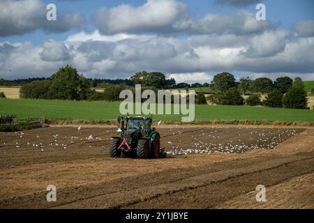 Trattore ecologico in funzione, preparazione del terreno (agricoltore in cabina, coltivazione superficiale, gestione del suolo, gabbiani che volano dopo l'alimentazione) - North Yorkshire, Inghilterra Regno Unito. Foto Stock