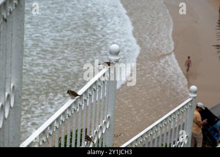 Tre passeri seduti su una ringhiera bianca di fronte al mare. Ci troviamo nella famosa spiaggia di la Concha a Donostia San Sebastian (nord-est della Spagna, in Foto Stock