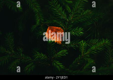 Una foglia di betulla rossa caduta si è incastrata nei lussureggianti rami verdi e spinosi di un abete nella foresta. L'autunno si stava avvicinando. Foto Stock