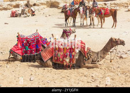 Cammelli presso il complesso piramidale di Giza, noto anche come necropoli di Giza il Cairo, Egitto. Foto Stock