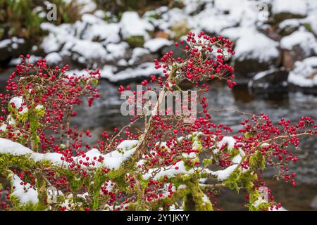 Bacche di colore rosso brillante sul muschio e ramo innevato accanto a un ruscello in inverno Foto Stock