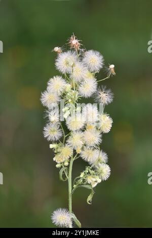 Canadese Fleabane - Erigeron canadensis Foto Stock