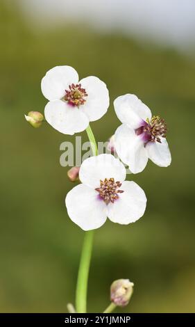 Arrowhead - Sagittaria sagittifolia Foto Stock