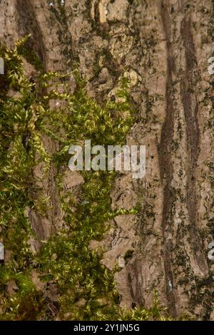 Ravvicinare la consistenza della corteccia su un tronco di albero ricoperto di muschio, sfondo, sfondo Foto Stock