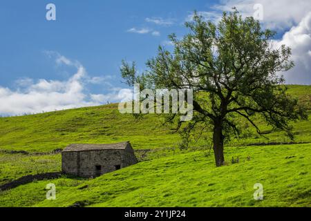Deepdale, Langstrothdale, Yorkshire Dales National Park. Fienile di pietra sul lato della collina nella valle del fiume Wharfe. Foto Stock