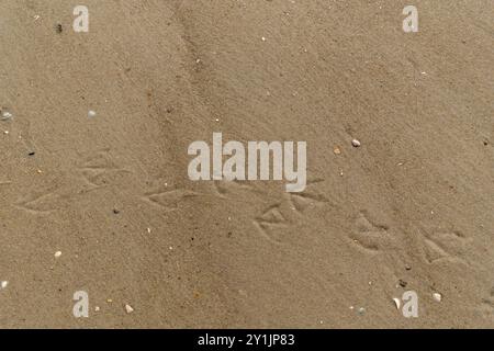 tracce di uccelli nella sabbia Foto Stock