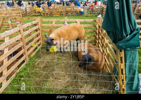 Pecore di razza pura pronte per essere esposte al Wensleydale Agricultural Show, Yorkshire Dales, 2024 Foto Stock