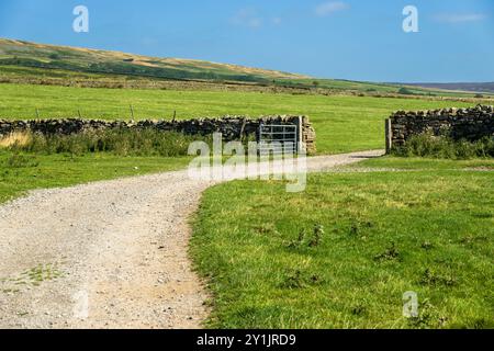 Un sentiero di fattoria conduce a un cancello nel muro di pietra a secco che racchiude pascoli per pecore e vacche in una fattoria collinare a Wensleydale, Yorkshire Dales National Park Foto Stock