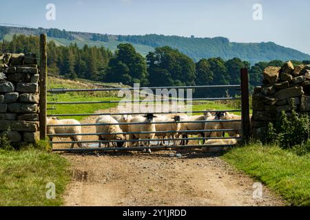 Pecore che aspettano dietro un cancello. Un sentiero di fattoria conduce a un cancello nel muro di pietra a secco che racchiude pascoli per pecore e vacche in una fattoria collinare a Wensleydale. Foto Stock