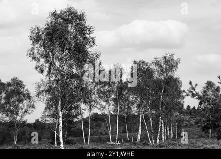 Alberi di betulla d'argento (Betula pendula) su Chobham Common, Surrey Foto Stock