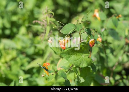 Balsamo arancione in fiore (Impatiens capensis), una specie americana originariamente, a Rye Meads, Herts Foto Stock