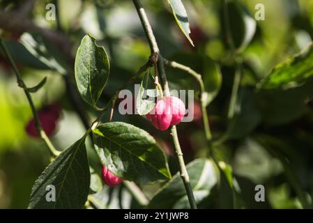 Frutto/bacca di un albero di mandrino (Euonymus europaeus) a Kingston, Surrey Foto Stock