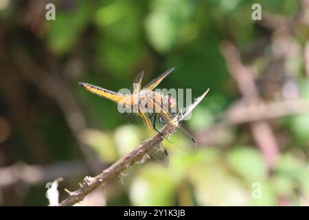Scarso Chaser o Blue Chaser Dragonfly Immature maschio - Libellula fulva Foto Stock