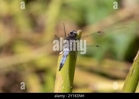 Scarso Chaser o Blue Chaser Dragonfly maschio adulto - Libellula fulva Foto Stock