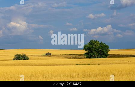 Paesaggio rurale del Colorado nel tardo pomeriggio estivo Foto Stock