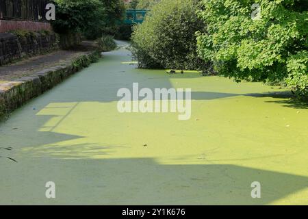 La fioritura delle alghe copre il canale in piena luce del sole a radcliffe Greater manchester regno unito Foto Stock