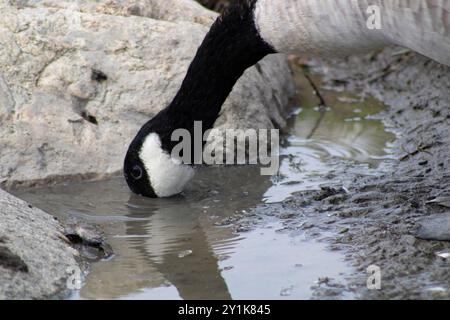 oca con dettagli bianchi e neri vicino all'acqua Foto Stock