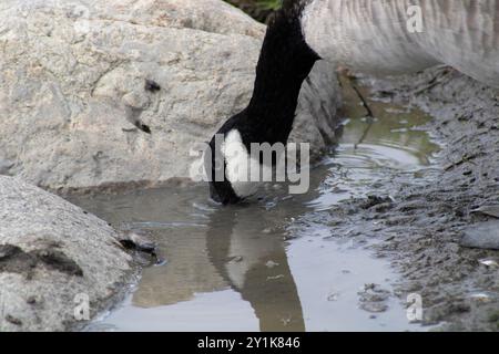 oca con dettagli bianchi e neri vicino all'acqua Foto Stock