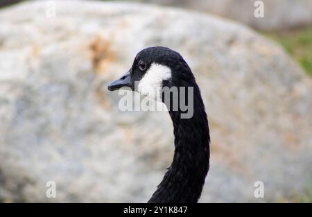 oca con dettagli bianchi e neri vicino all'acqua Foto Stock