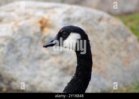 oca con dettagli bianchi e neri vicino all'acqua Foto Stock