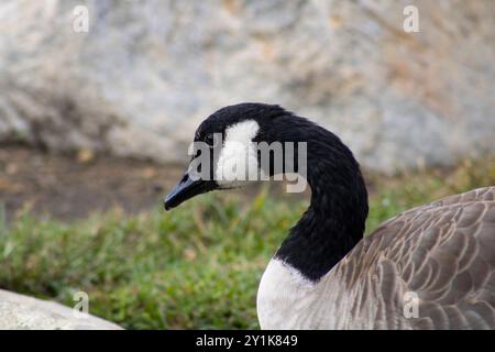 oca con dettagli bianchi e neri vicino all'acqua Foto Stock