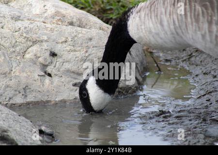 oca con dettagli bianchi e neri vicino all'acqua Foto Stock