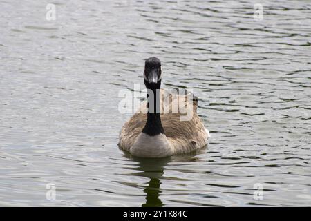 oca con dettagli bianchi e neri vicino all'acqua Foto Stock