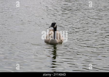 oca con dettagli bianchi e neri vicino all'acqua Foto Stock