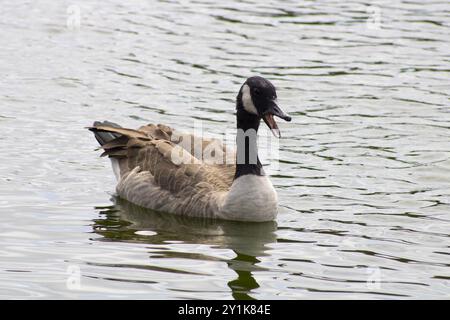 oca con dettagli bianchi e neri vicino all'acqua Foto Stock