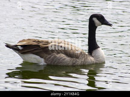 oca con dettagli bianchi e neri vicino all'acqua Foto Stock