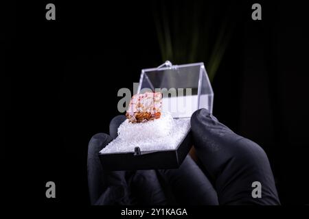 wulfenite in perky box con guanti neri a mano su sfondo nero. Campione di Gleeson, Arizona, USA. Foto Stock