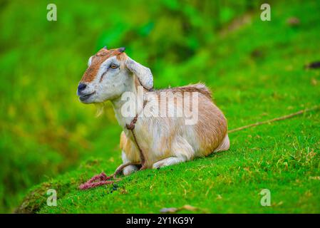 Una capra da latte domestica mista marrone e bianco è adagiata su un campo di erba di campagna e masticando con piccoli denti bianchi. Sta avendo guinzaglio sul collo An Foto Stock