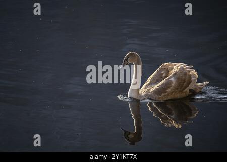 Un giovane cigno (Cygnus) con piumaggio marrone su un lago. Riflesso Foto Stock