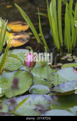 Bud di ninfea (Nymphaea), rosa, rosso, Muensterland, Renania settentrionale-Vestfalia, Germania, Europa Foto Stock