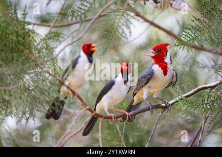 Tanager con cresta rossa (Paroaria coronata) Pantanal Brasile Foto Stock