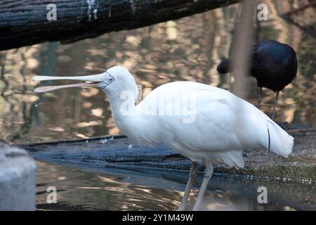 Il becco di cucchiaio giallo è un grande uccello di mare bianco con un becco di panna che sembra un cucchiaio. Foto Stock