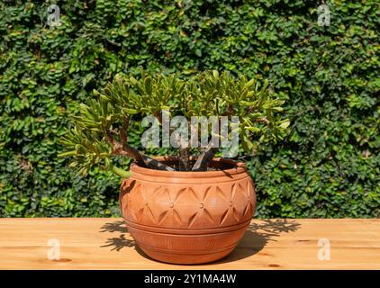 Crassula gollum pianta succulenta in un vaso decorativo di terracotta Foto Stock