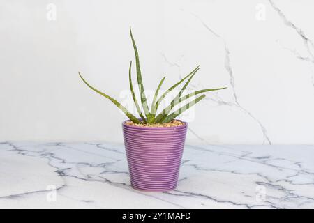 Pianta di aloe vera in una pentola di ceramica su sfondo bianco isolato Foto Stock