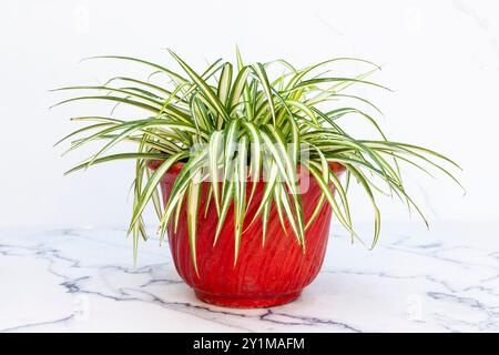 Erba ragno clorofita comosum in vaso rosso su sfondo bianco isolato Foto Stock