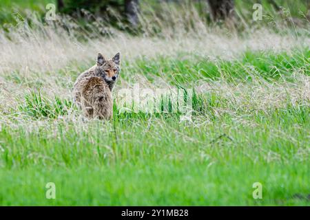 Un coyote si affaccia su un campo all'Inglewood Bird Sanctuary di Calgary, Alberta, Canada Foto Stock