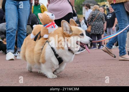 Londra, Regno Unito, 7 settembre 2024. I proprietari di Corgi e i loro amici a quattro zampe si riunirono per una passeggiata commemorativa da Green Park a Kensington Gardens per onorare la defunta regina Elisabetta II, in occasione del secondo anniversario della sua morte. Il monarca adorava la razza e gli fu dato un cane quando compì 18 anni. Possedeva più di 30 corgi nella sua vita. Credito: Fotografia dell'undicesima ora/Alamy Live News Foto Stock