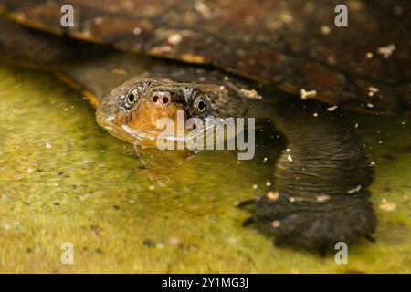 La tartaruga di Mary River è una specie in via di estinzione di tartaruga dal collo corto della famiglia Chelidae. La specie è endemica del fiume Mary nel sud-est di Q Foto Stock