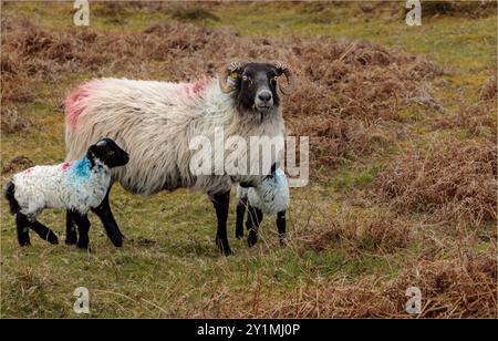 Achill Island, County Mayo, Ireland - April 26th 2023 - Mother sheep with twin lambs Foto Stock