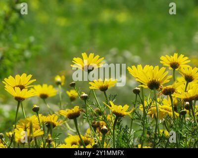 Margherita gialla nel prato fresco, circondata da erba verde e fiori selvatici Foto Stock