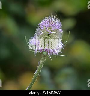 Un primo piano della testa di una teiera che sta perdendo i fiori. Lo sfondo naturale sfocato ha spazio per il testo Foto Stock