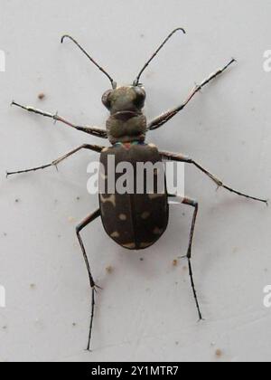 Twelve-spotted Tiger Beetle (Cicindela duodecimguttata) Insecta Foto Stock