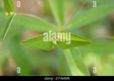 Sweet Spurge (Euphorbia dulcis) Plantae Foto Stock