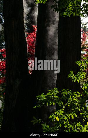 La nebbia sorge dal terreno bagnato che avvolge i tronchi umidi di due grandi alberi di sequoia circondati dal verde e dal rosso della California settentrionale. Foto Stock