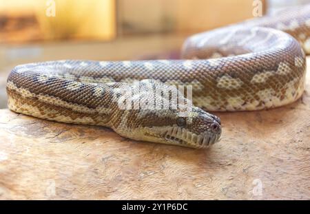 Carpet Python (Morelia spilota) serpente in Alice Springs Reptile Centre, Stuart Terrace, Alice Springs, Northern Territory, Australia Foto Stock